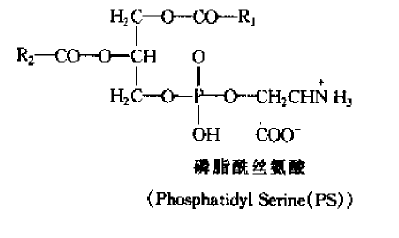 油脂与磷脂的结构式及其化学性质